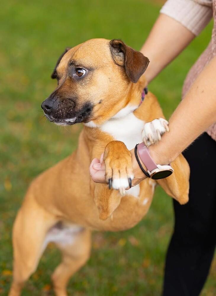 Chloe, Adoptable, Adult Female Boxer & Black Mouth Cur.