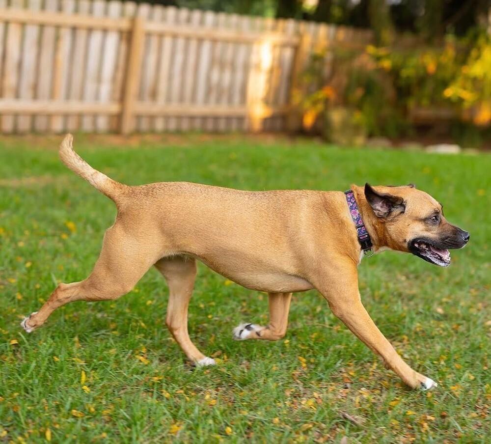 Chloe, a Adoptable mixed breed in New Albany, OH image 3/4