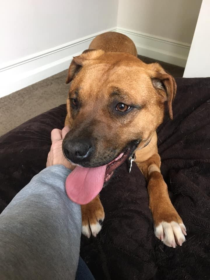 Enlarge Chloe, a Adoptable mixed breed image 4/4