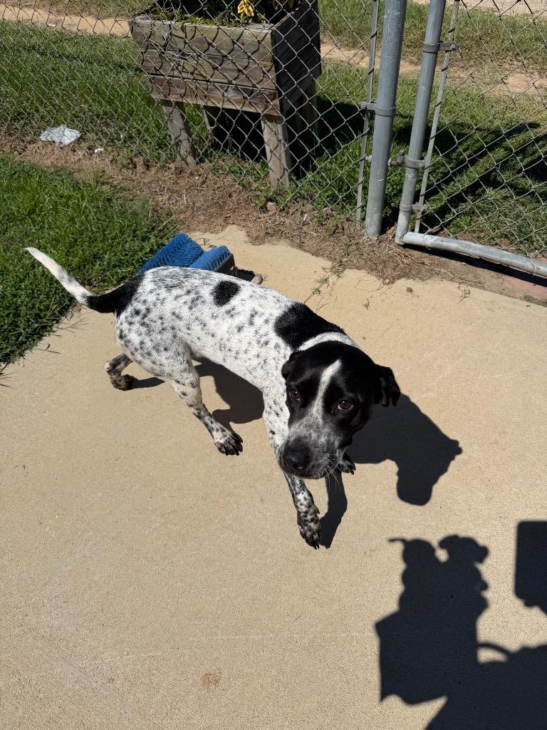 Dixie, Adoptable, Young Female Mixed Breed.