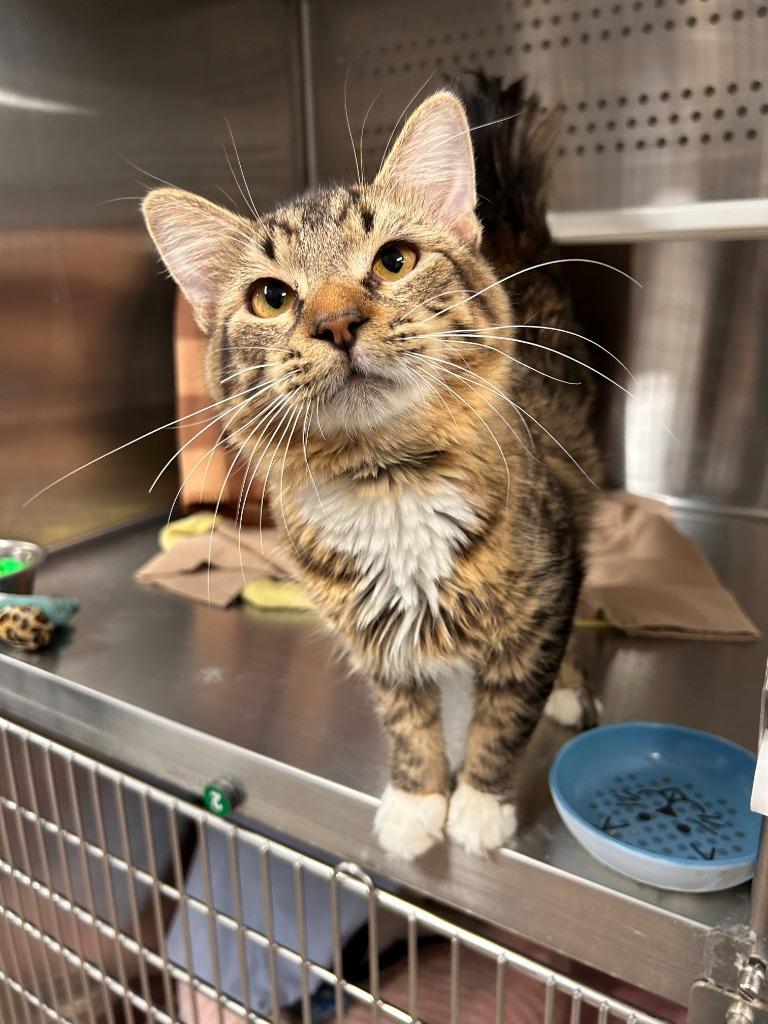 Enlarge Rango, a Adoptable mixed breed in Minot, ND image 1/1