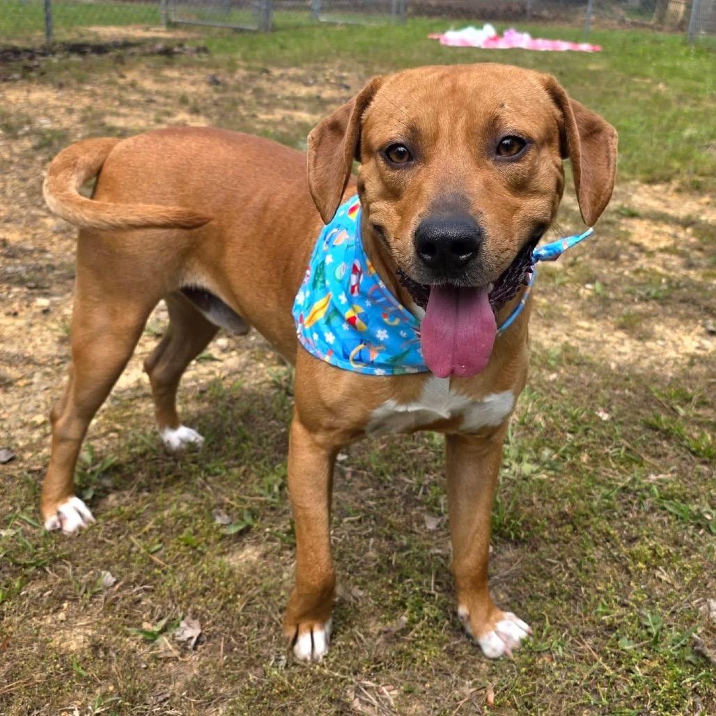 Enlarge Rex, a Adoptable Mixed Breed in Gadsden, AL image 1/6