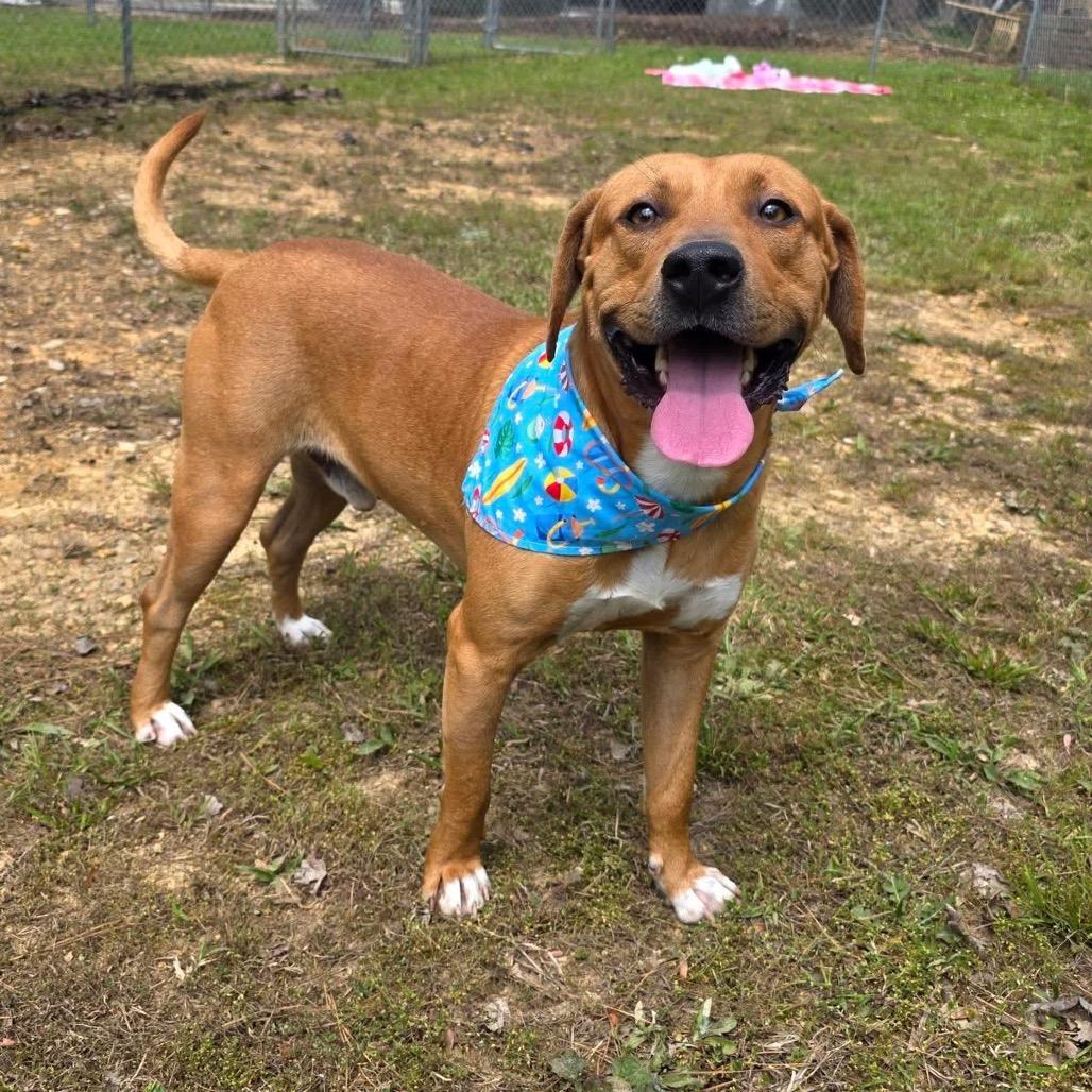 Enlarge Rex, a Adoptable Mixed Breed in Gadsden, AL image 2/6