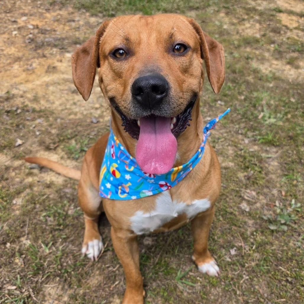 Enlarge Rex, a Adoptable Mixed Breed in Gadsden, AL image 3/6