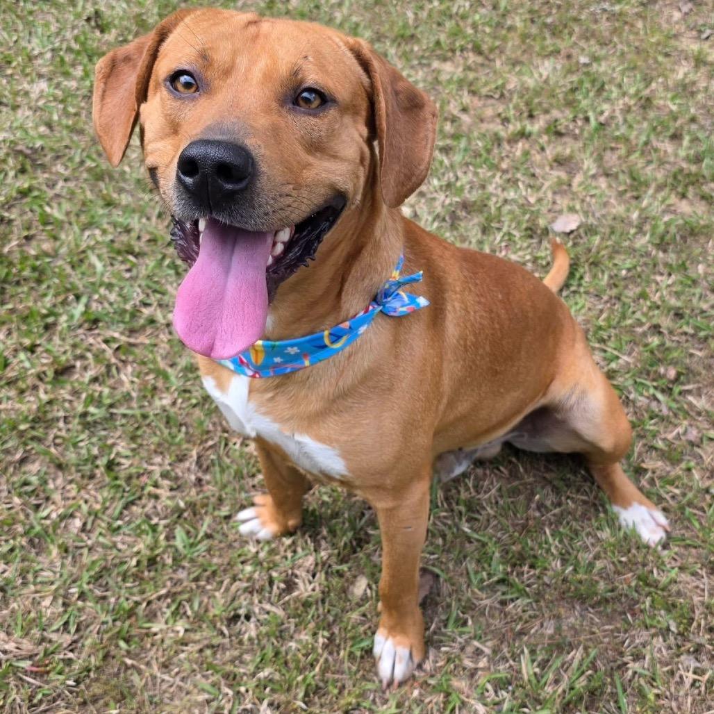 Enlarge Rex, a Adoptable Mixed Breed in Gadsden, AL image 4/6