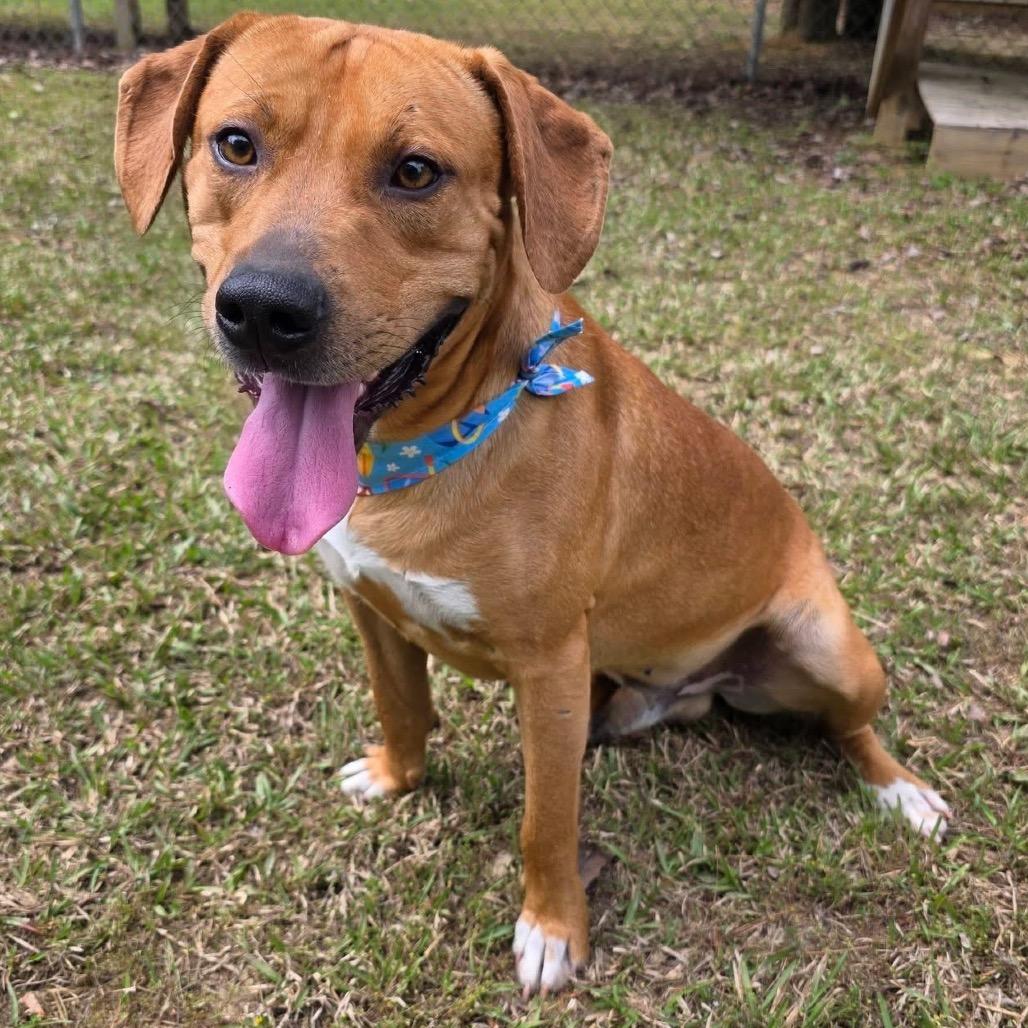 Enlarge Rex, a Adoptable Mixed Breed in Gadsden, AL image 5/6