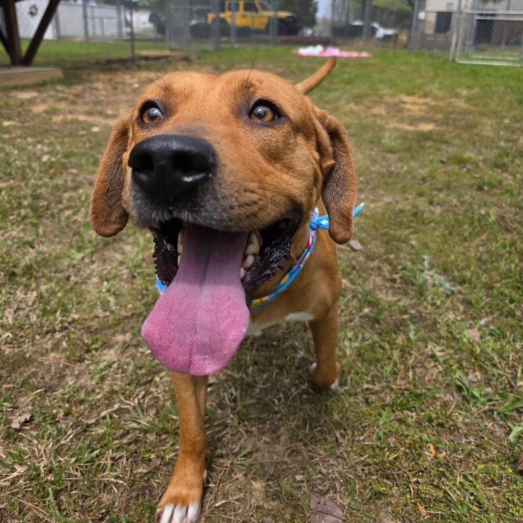 Enlarge Rex, a Adoptable Mixed Breed in Gadsden, AL image 6/6