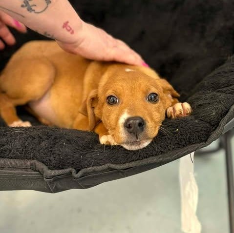 Enlarge Dr Pepper, a ADOPTABLE mixed breed in Bardstown, KY image 5/5