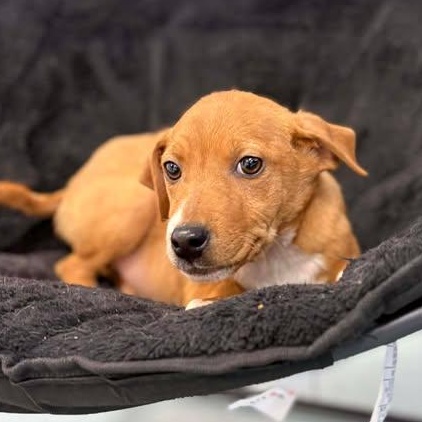 Dr Pepper, ADOPTABLE, Puppy Female Terrier.