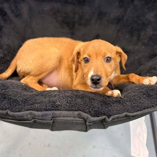 Enlarge Dr Pepper, a ADOPTABLE mixed breed in Bardstown, KY image 2/5