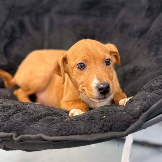 Enlarge Dr Pepper, a ADOPTABLE mixed breed in Bardstown, KY image 3/5