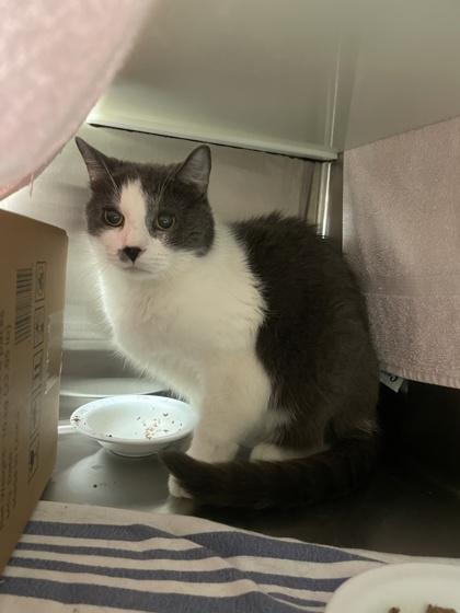 Brouhaha, Adoptable, Senior Male Domestic Medium Hair & Domestic Short Hair.