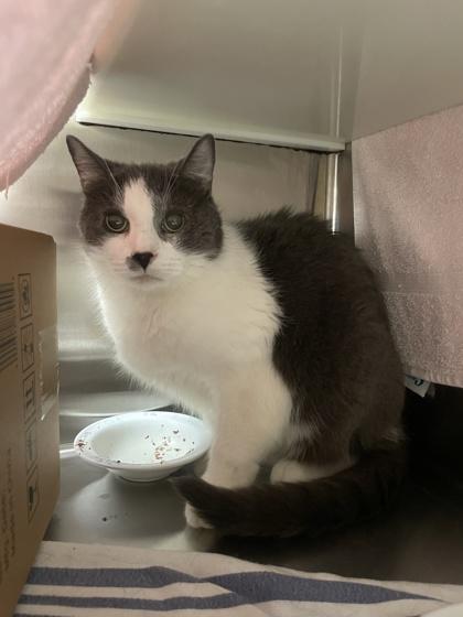 Enlarge Brouhaha, a Adoptable mixed breed in Montreal, QC image 2/3