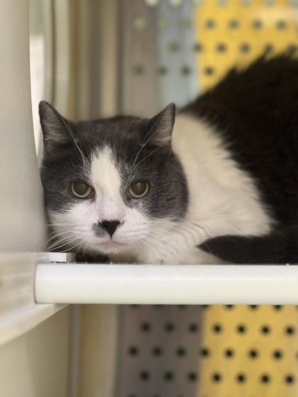 Enlarge Brouhaha, a Adoptable mixed breed in Montreal, QC image 3/3