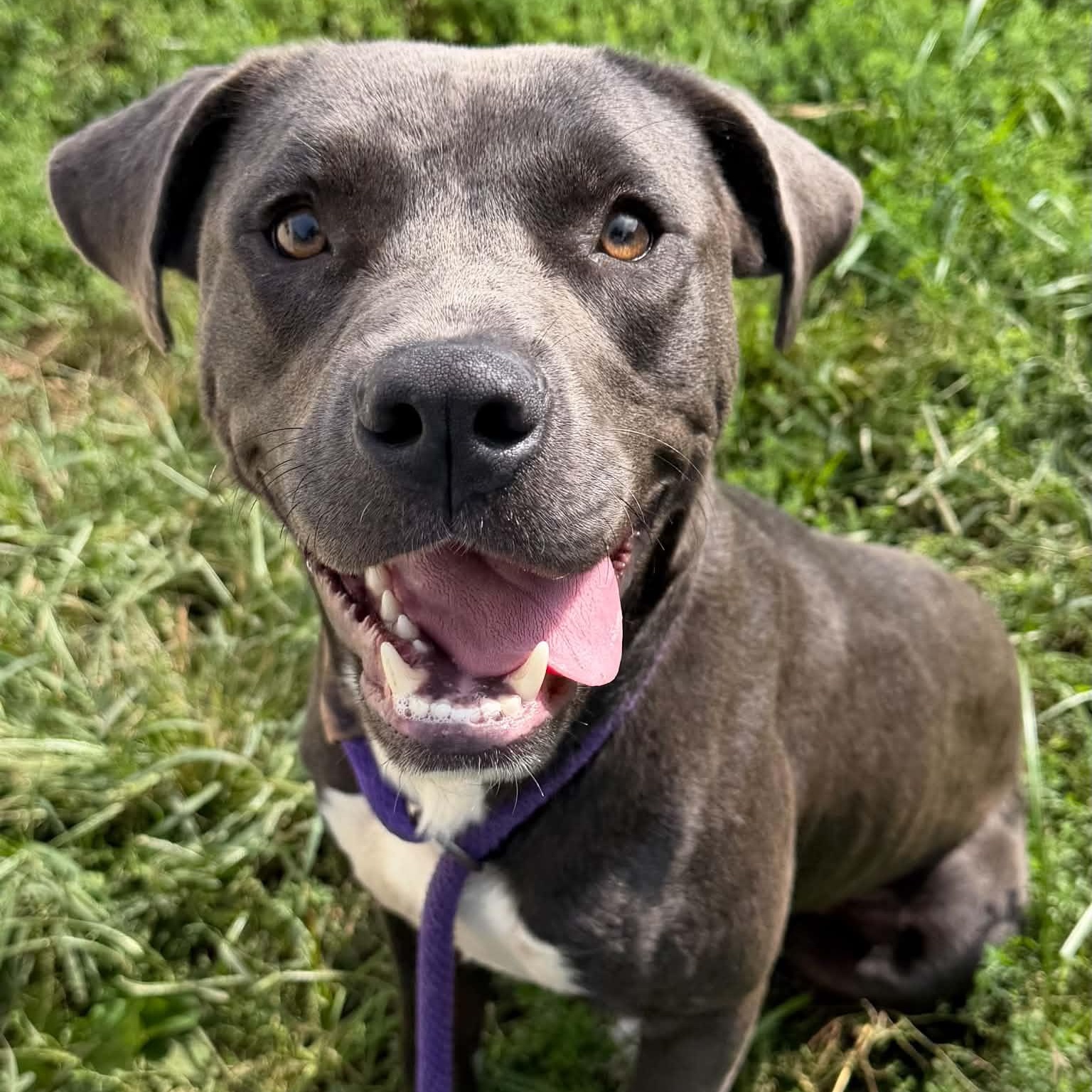 Enlarge Socks, a Adoptable mixed breed in Martinsville, IN image 3/3