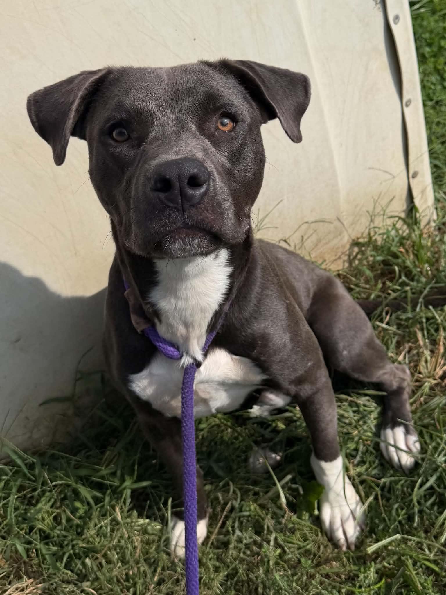 Enlarge Socks, a Adoptable mixed breed in Martinsville, IN image 2/3