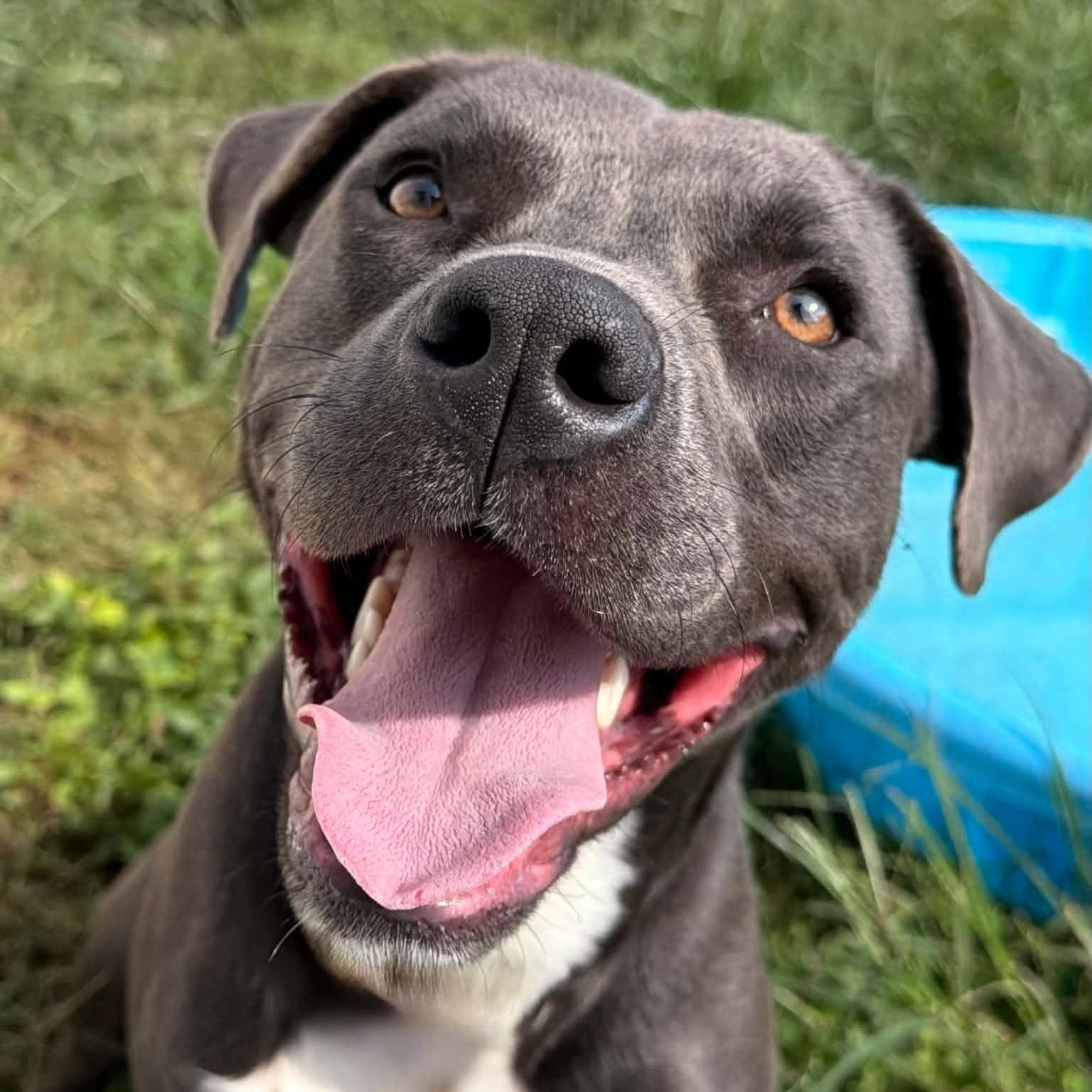 Enlarge Socks, a Adoptable mixed breed in Martinsville, IN image 1/3