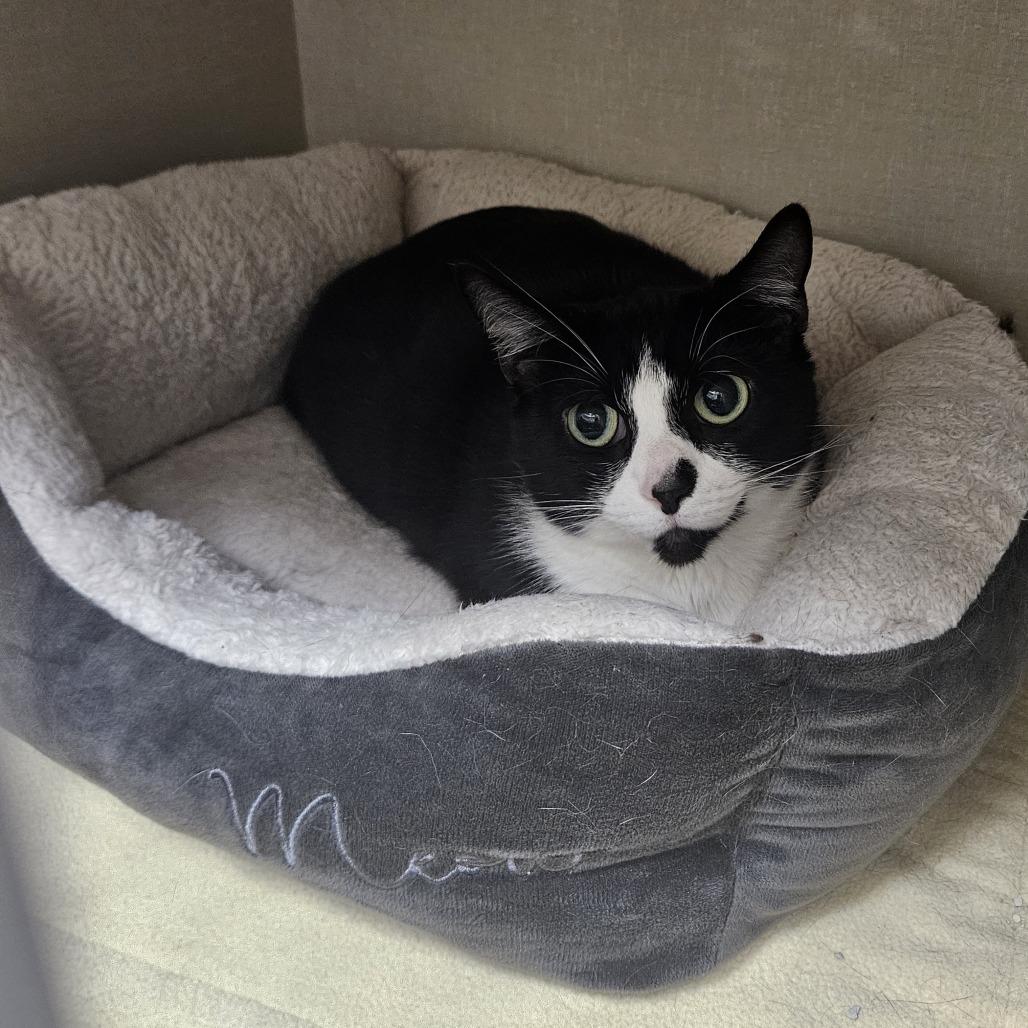 Bean, Adoptable, Adult Female Domestic Short Hair.