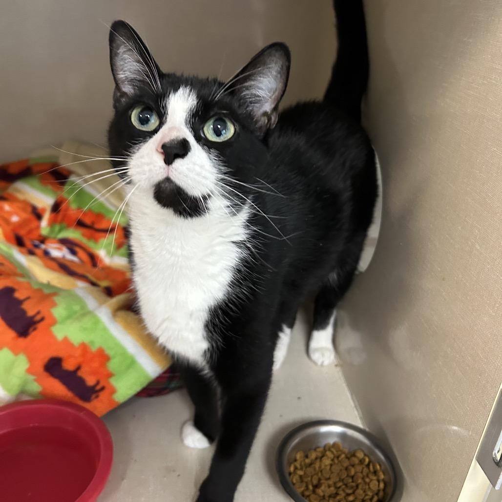 Enlarge Bean, a Adoptable Domestic Short Hair in Conway, NH image 2/4
