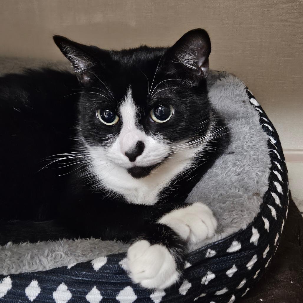 Enlarge Bean, a Adoptable Domestic Short Hair in Conway, NH image 3/4