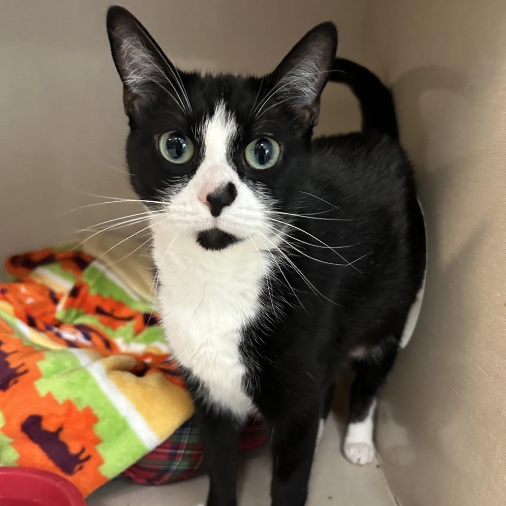 Enlarge Bean, a Adoptable Domestic Short Hair in Conway, NH image 4/4