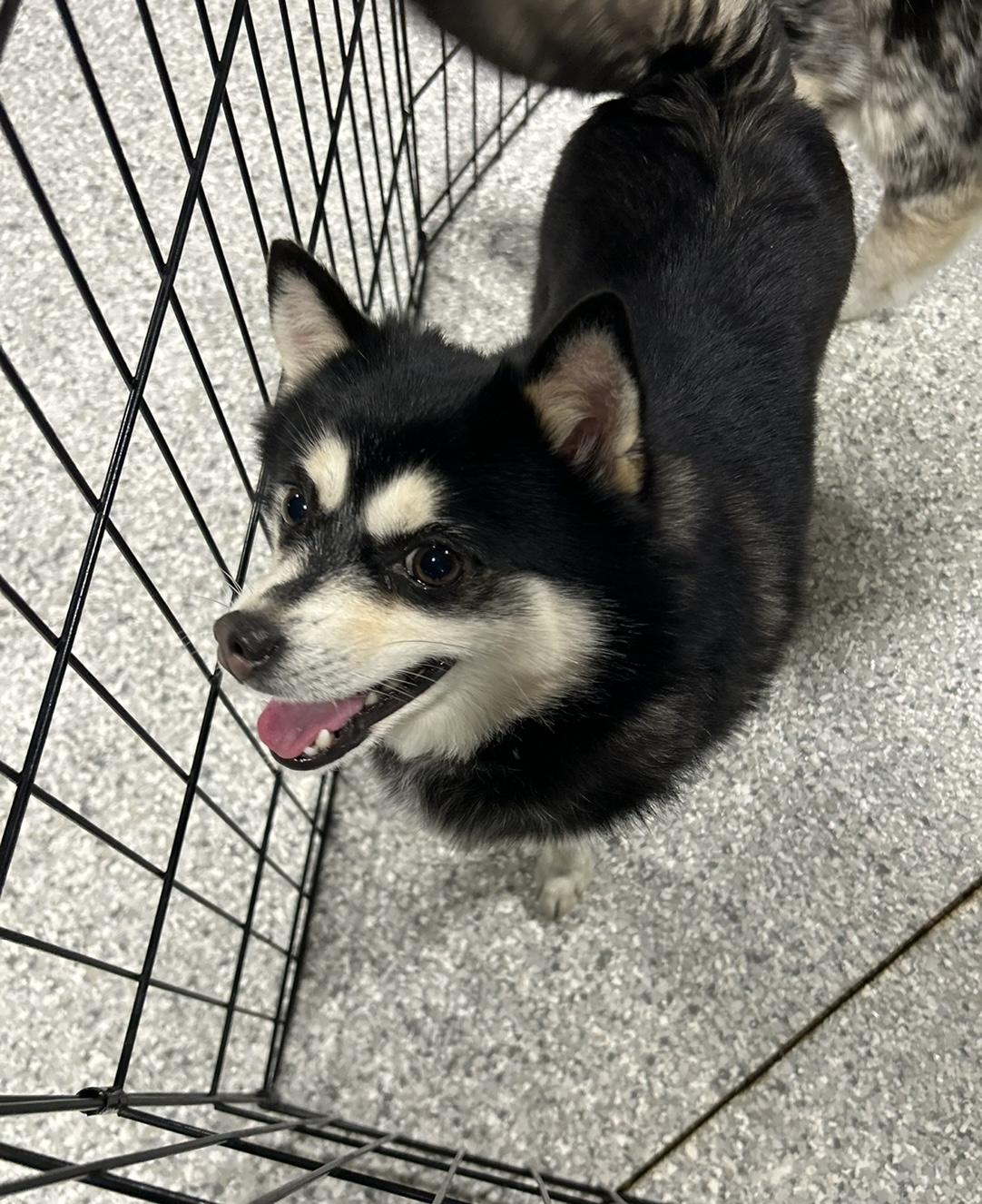 Zuckie small 11 lbs , Adoptable, Adult Female Pomsky & Pomeranian.