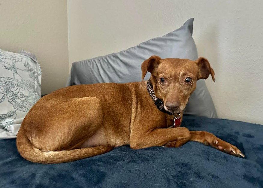 Lila, a Adoptable Chihuahua in San Diego, CA image 1/3