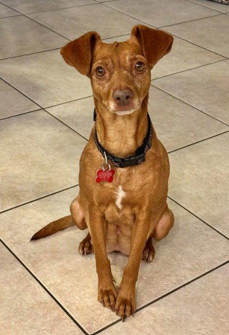 Lila, a Adoptable Chihuahua in San Diego, CA image 2/3