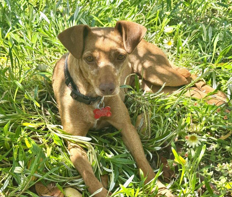 Lila, a Adoptable Chihuahua in San Diego, CA image 3/3