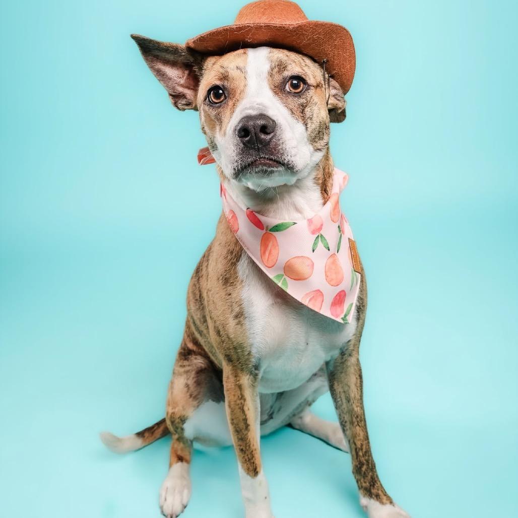 Cassidy, ADOPTABLE, Adult Female Mixed Breed.
