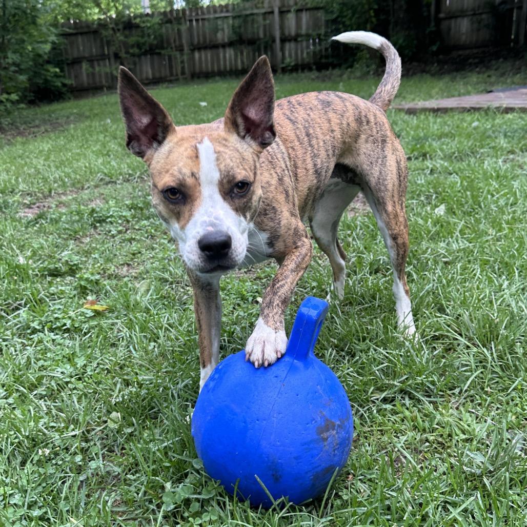 Cassidy, a ADOPTABLE mixed breed in Columbia, MO image 4/4