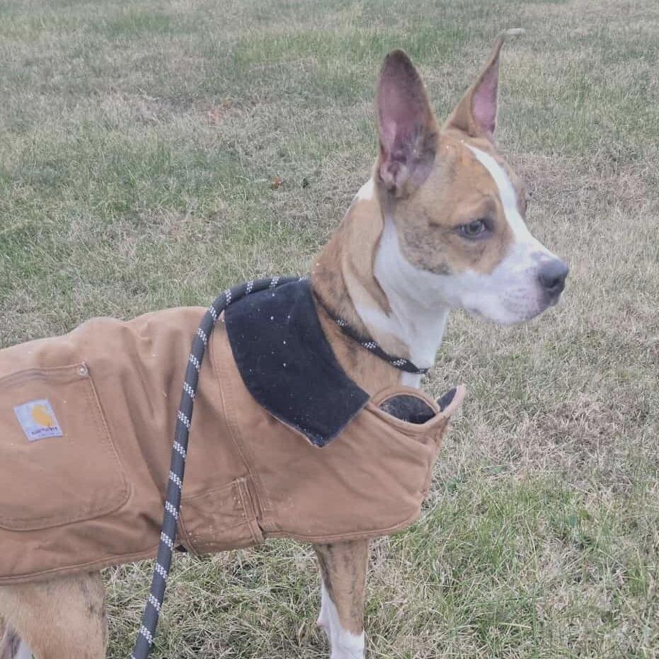 Cassidy, a ADOPTABLE mixed breed in Columbia, MO image 3/4