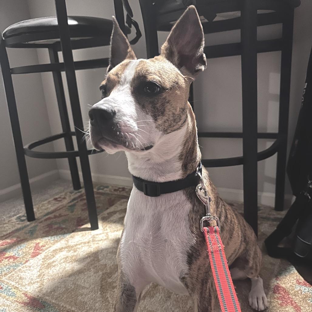 Cassidy, a ADOPTABLE mixed breed in Columbia, MO image 2/4