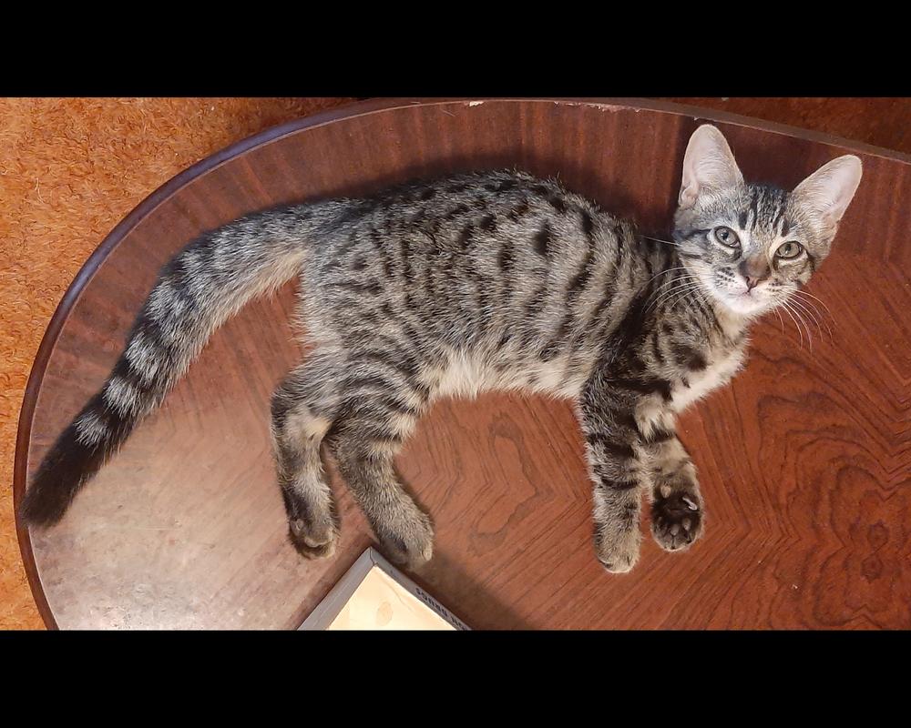 Pauli, Adoptable, Kitten Male Tabby.