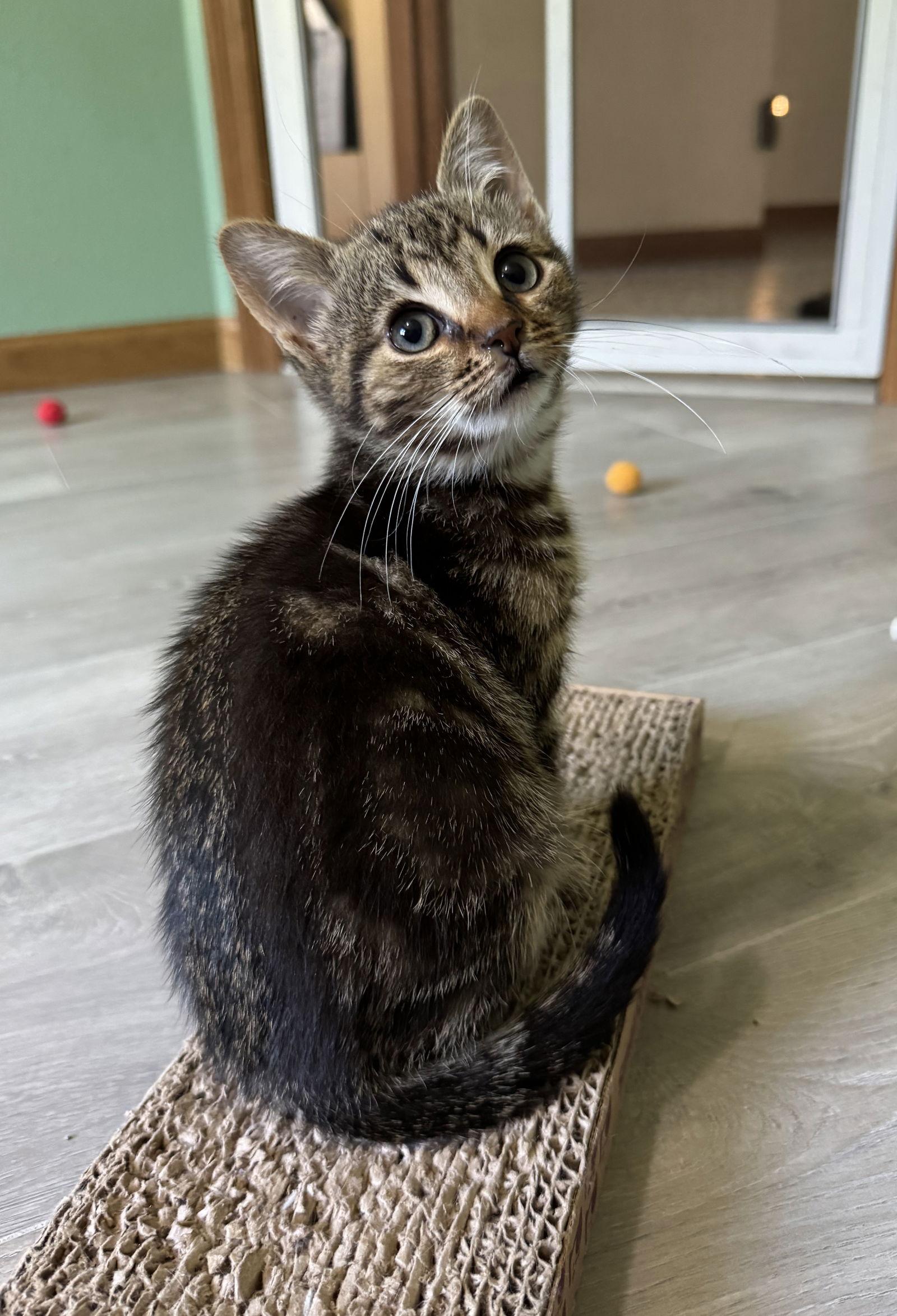 Squeak, Adoptable, Kitten Male Domestic Short Hair & Tabby.