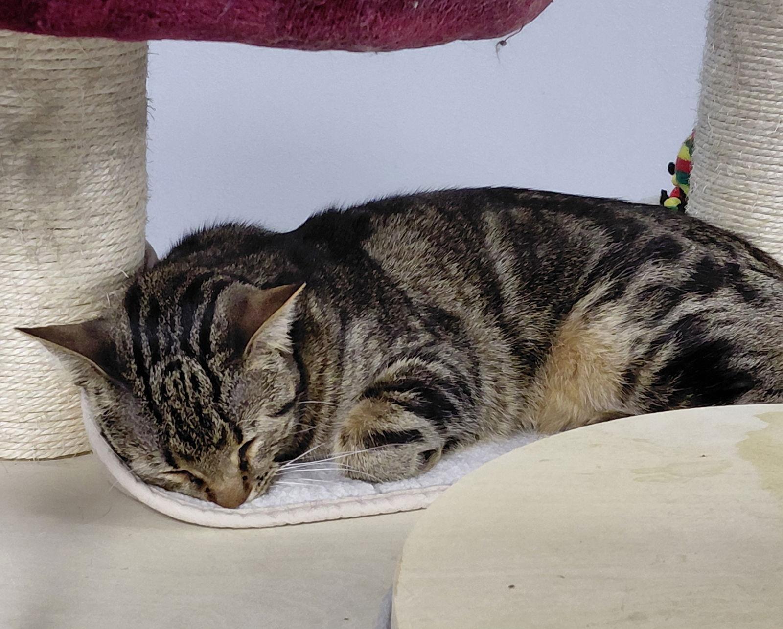 Squeak, Adoptable, Kitten Male Domestic Short Hair & Tabby.