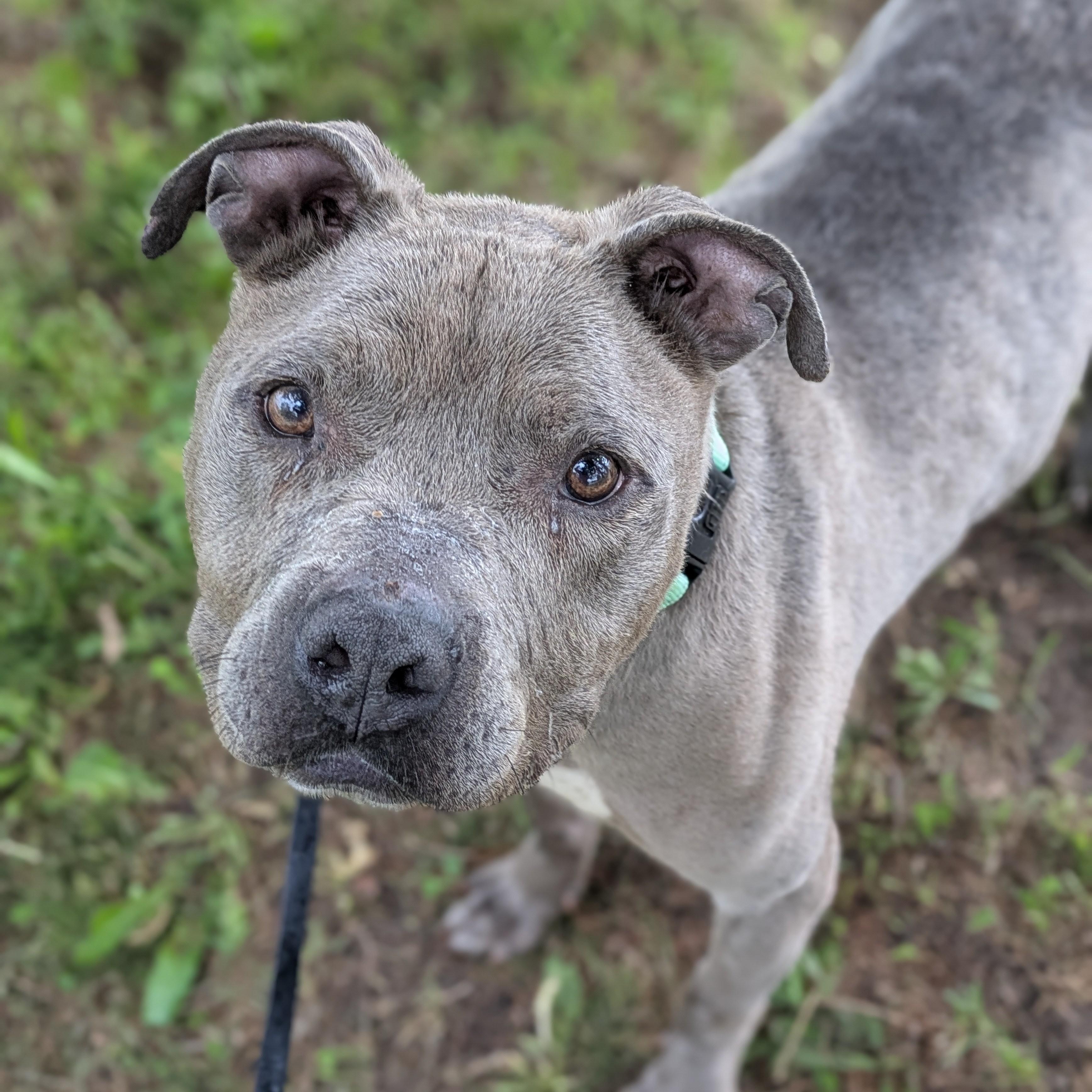 Brooklyn, an adopted mixed breed in Syracuse, NY image 1/3