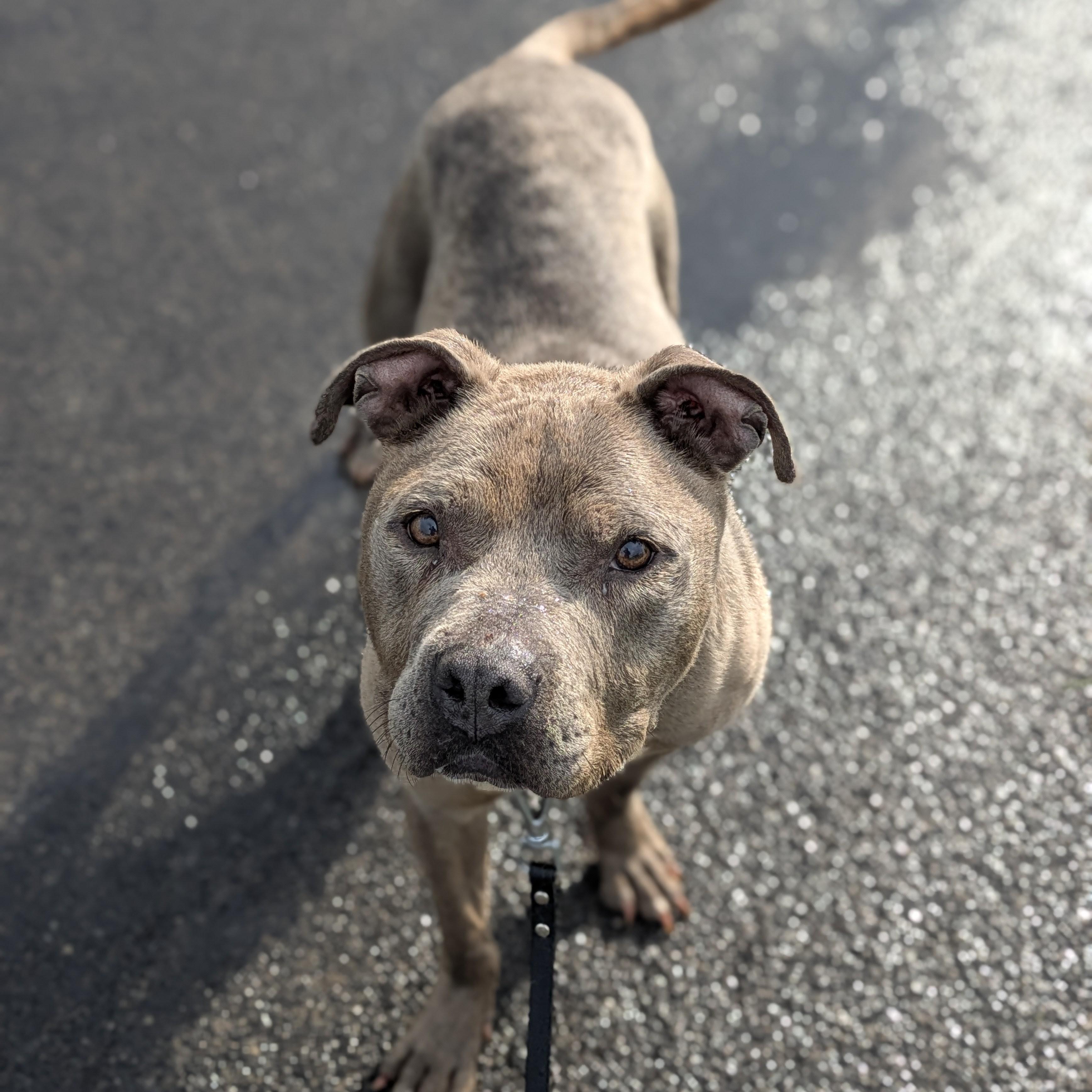 Brooklyn, an adopted mixed breed in Syracuse, NY image 2/3