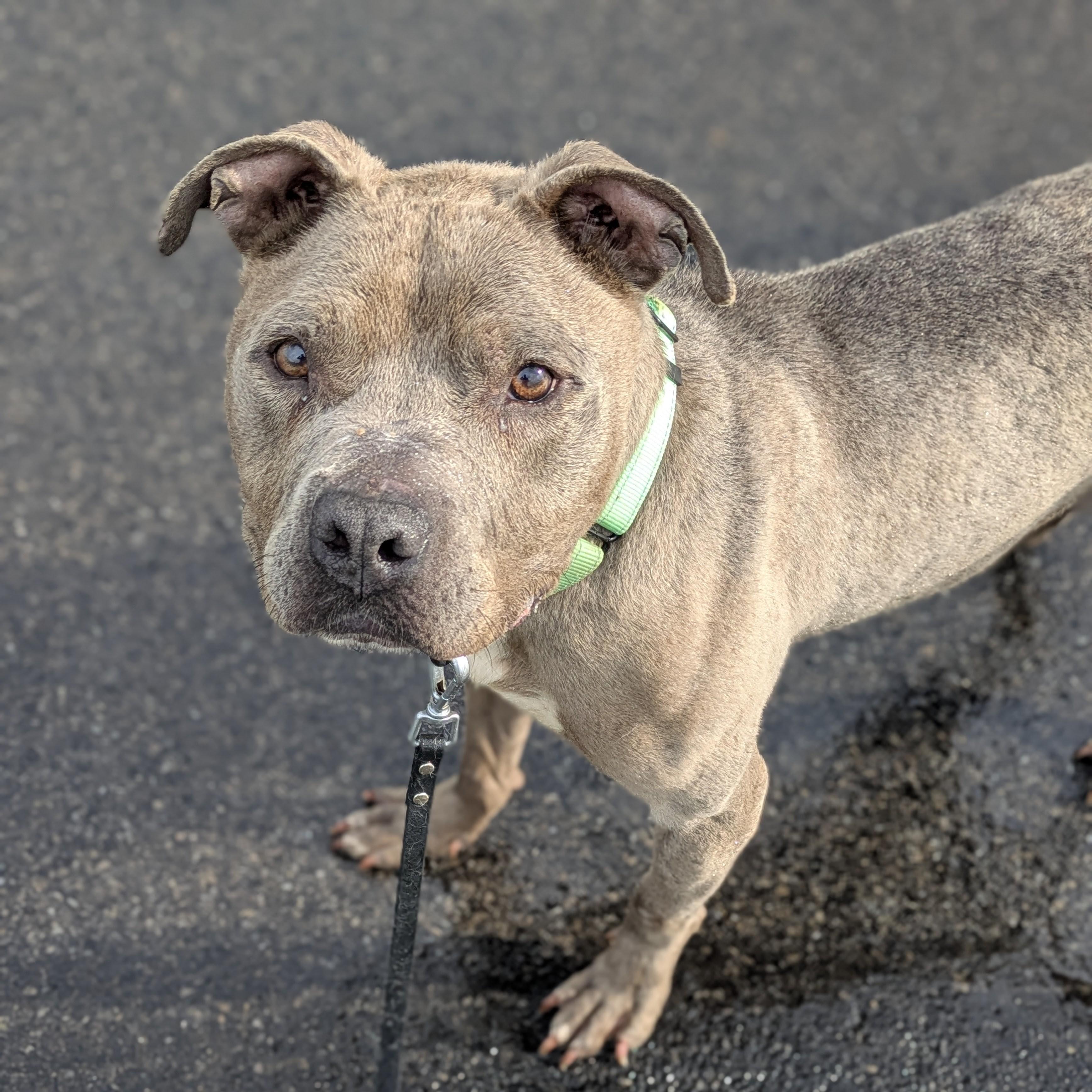 Brooklyn, an adopted mixed breed in Syracuse, NY image 3/3
