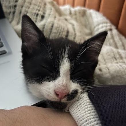 Naboo Randolph Ropitibopiti, Adoptable, Kitten Female Domestic Short Hair.