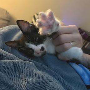 Enlarge Naboo Randolph Ropitibopiti, a Adoptable Domestic Short Hair in Costa Mesa, CA image 2/6