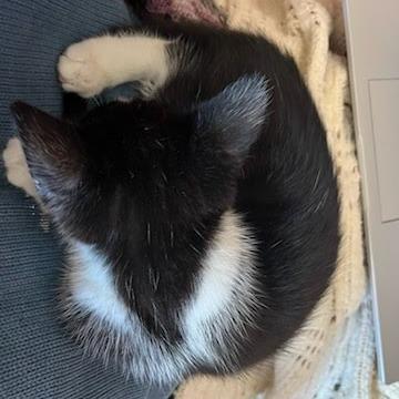 Enlarge Naboo Randolph Ropitibopiti, a Adoptable Domestic Short Hair in Costa Mesa, CA image 3/6