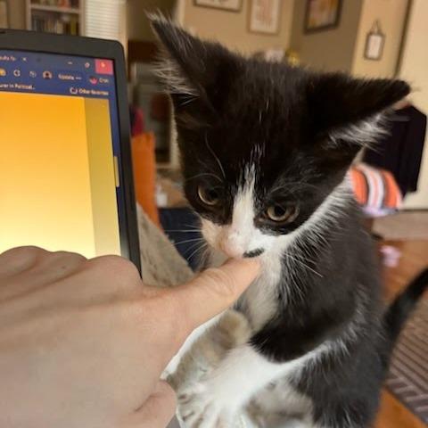 Enlarge Naboo Randolph Ropitibopiti, a Adoptable Domestic Short Hair in Costa Mesa, CA image 4/6
