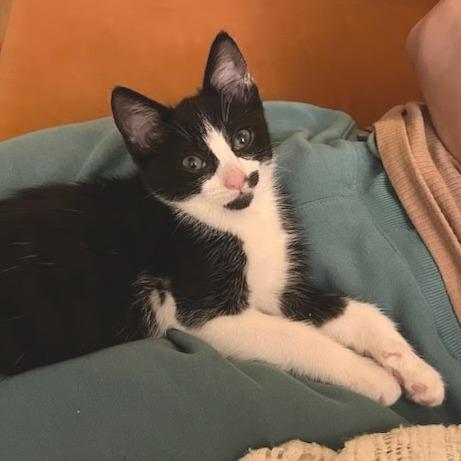 Enlarge Naboo Randolph Ropitibopiti, a Adoptable Domestic Short Hair in Costa Mesa, CA image 5/6