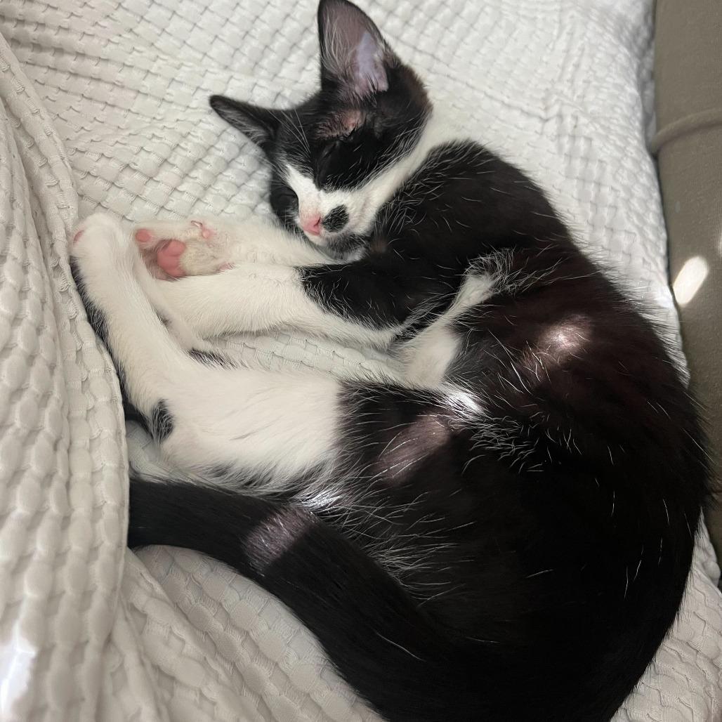 Enlarge Naboo Randolph Ropitibopiti, a Adoptable Domestic Short Hair in Costa Mesa, CA image 6/6