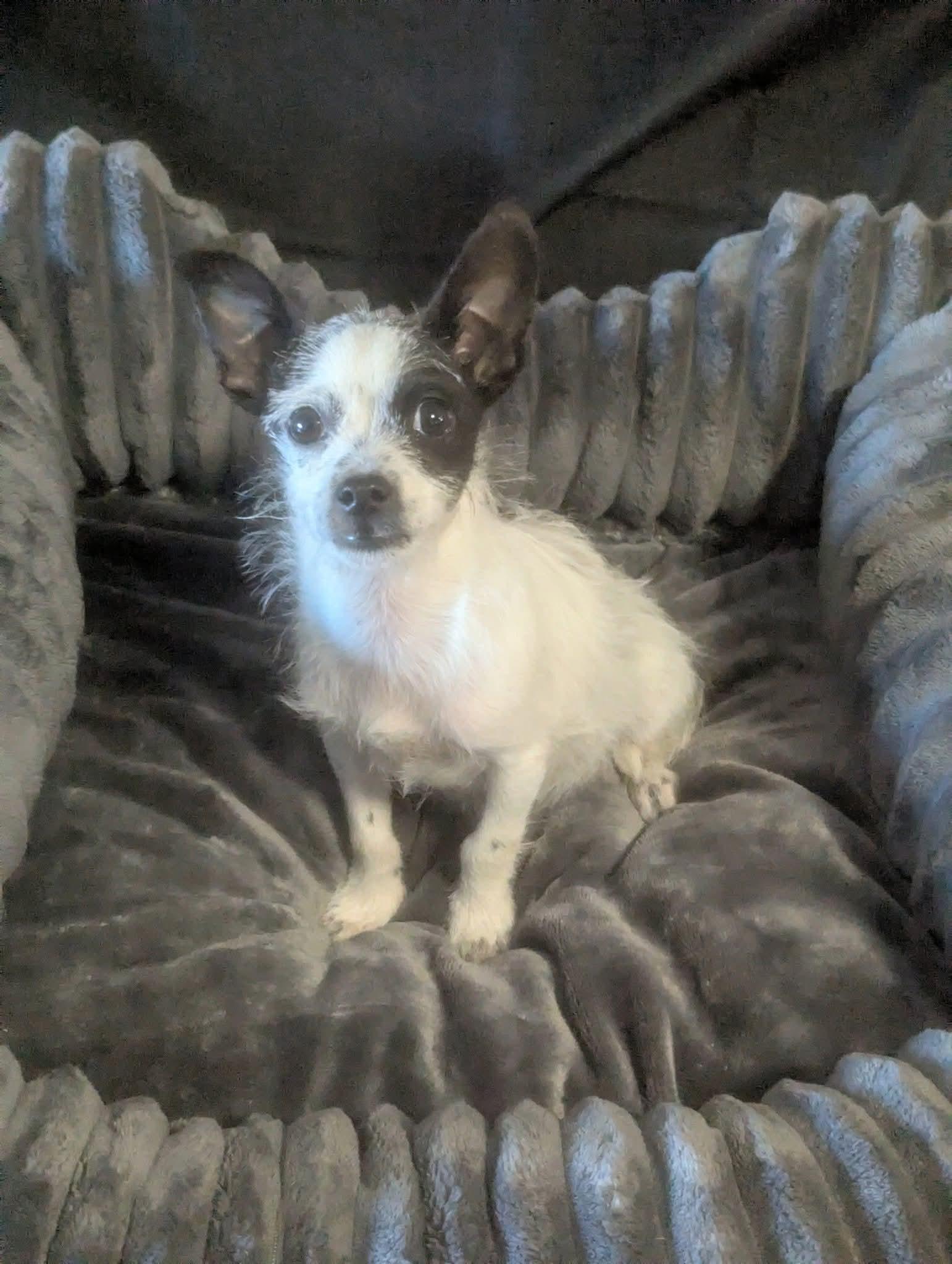 Enlarge Pipps, a Adoptable mixed breed in Oakland, CA image 1/6