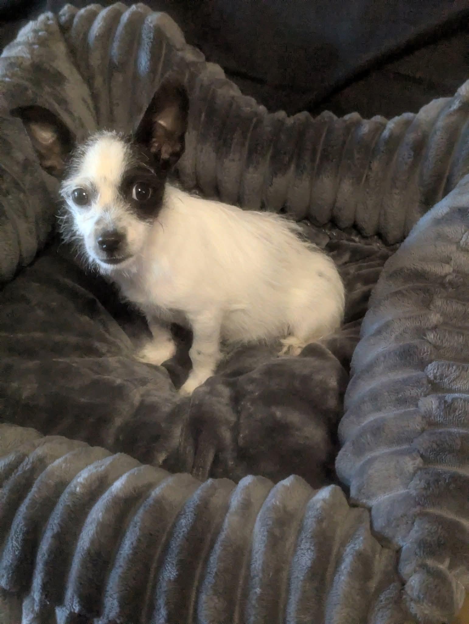 Enlarge Pipps, a Adoptable mixed breed in Oakland, CA image 2/6