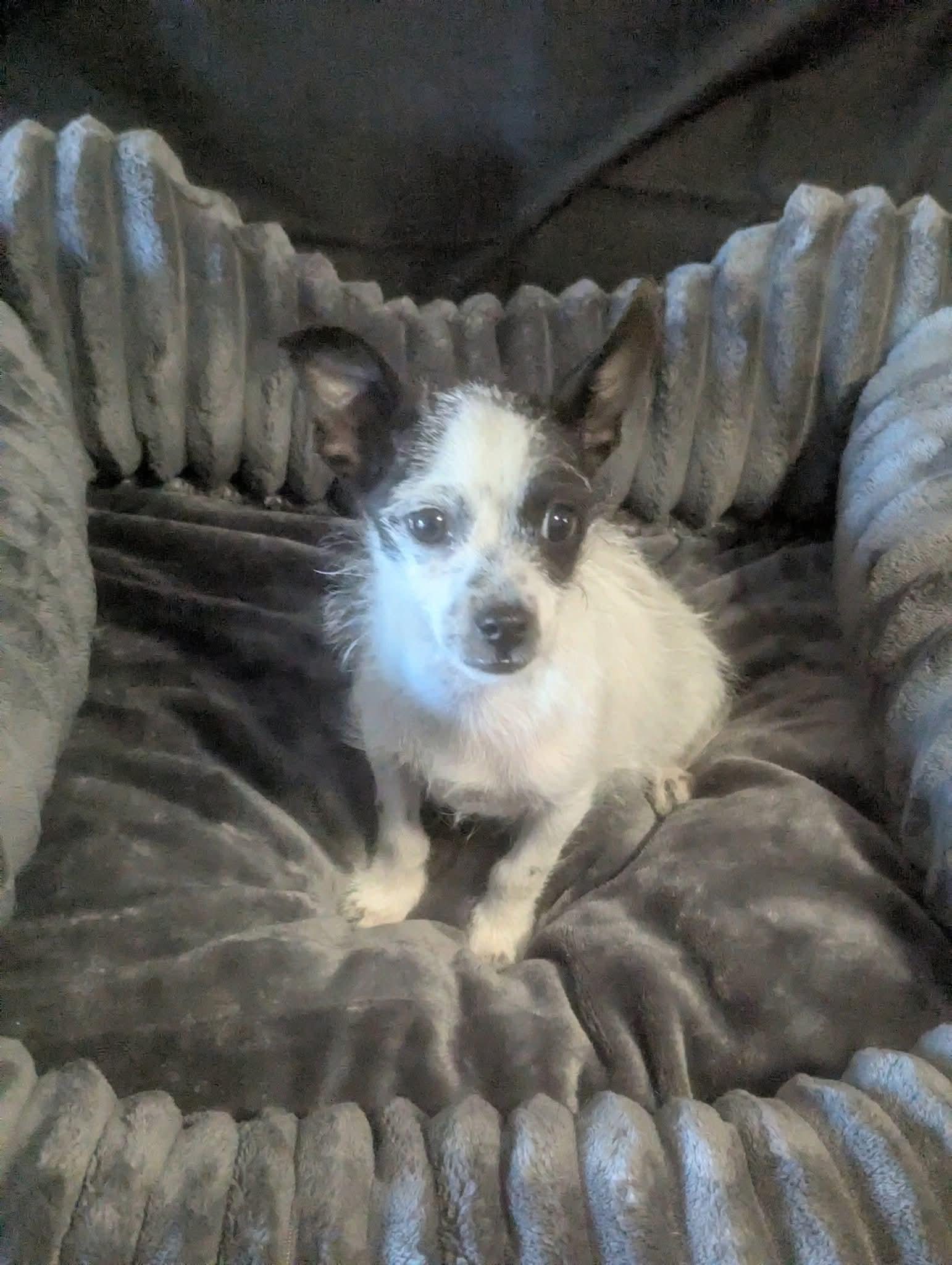 Enlarge Pipps, a Adoptable mixed breed in Oakland, CA image 3/6