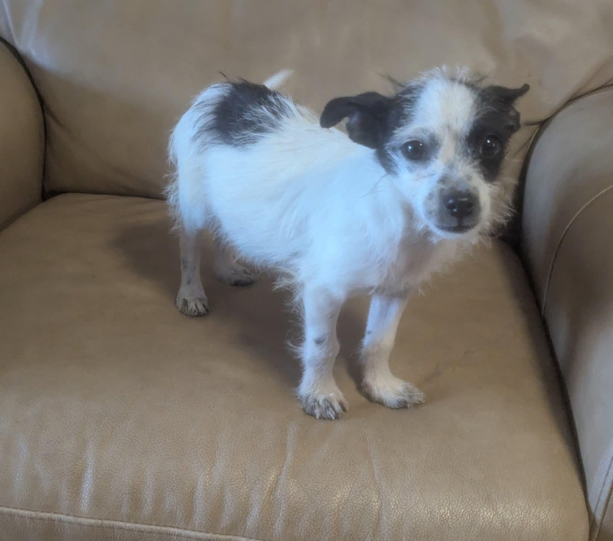 Enlarge Pipps, a Adoptable mixed breed in Oakland, CA image 4/6