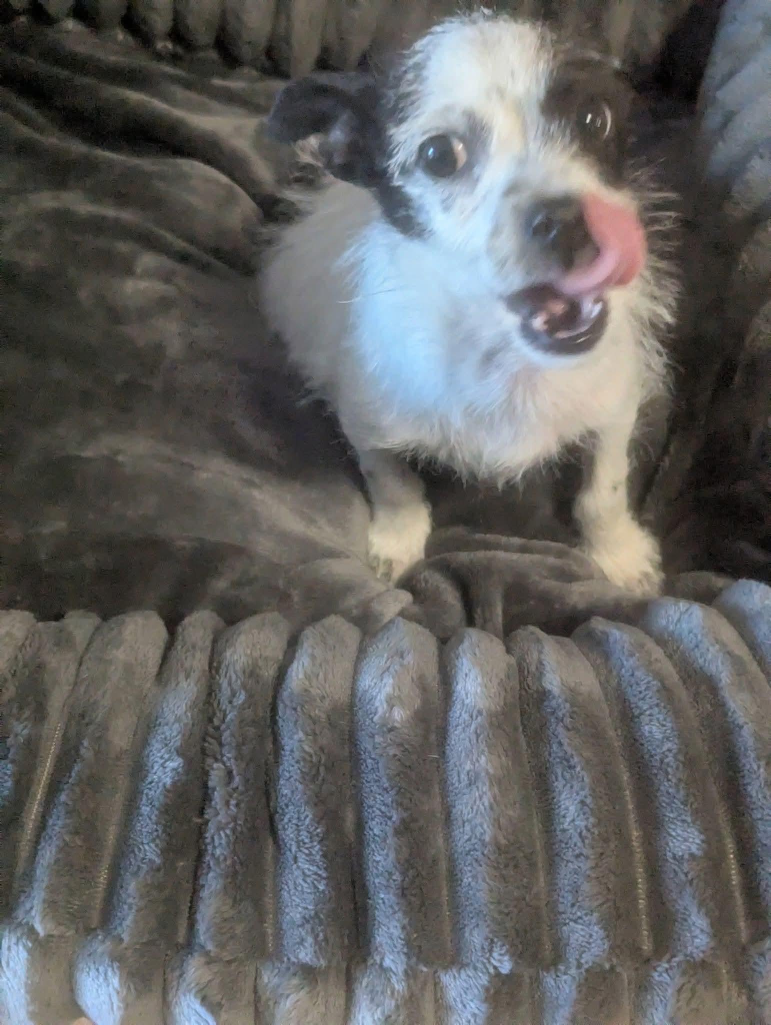 Pipps, Adoptable, Puppy Male Terrier.